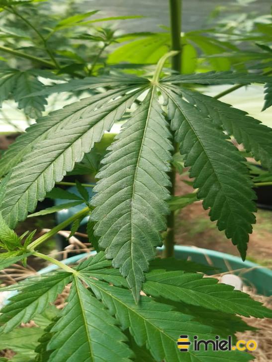 Planta cannabis 24 horas después aplicar propóleos