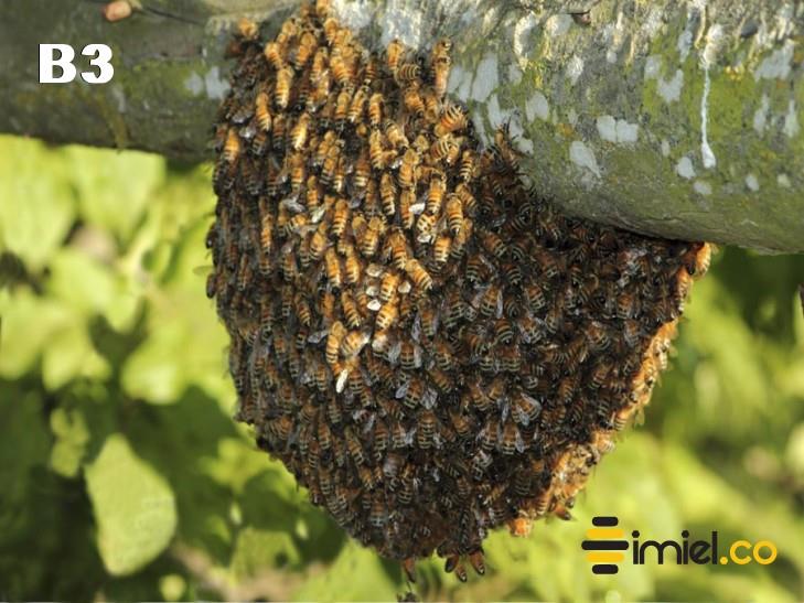 Enjambre transitorio - abejas -  MIel