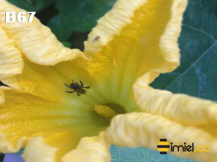 Nanotrigona en flor de calabaza