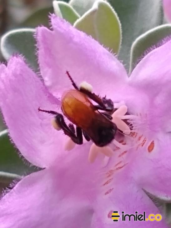 Polinización abeja Trigona